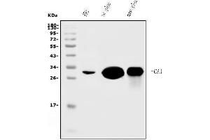 Western blot analysis of Carbonic Anhydrase I/CA1 using anti-Carbonic Anhydrase I/CA1 antibody (ABIN7602621).