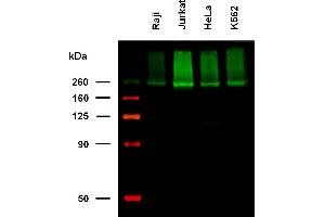Anti-Hu CD222 Biotin (clone MEM-238) works in WB application under non-reducing conditions. (IGF2R 抗体  (Biotin))