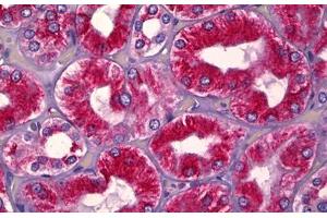 Anti-UBA5 antibody IHC staining of human kidney, tubules. (UBA5 抗体  (AA 281-330))