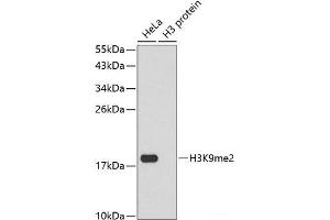Western blot analysis of extracts of various cell lines using DiMethyl-Histone H3-K9 Polyclonal Antibody. (Histone 3 抗体  (2meLys9))