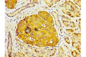 IHC image of ABIN7150781 diluted at 1:200 and staining in paraffin-embedded human pancreatic tissue performed on a Leica BondTM system. (DUSP6 抗体  (AA 100-206))