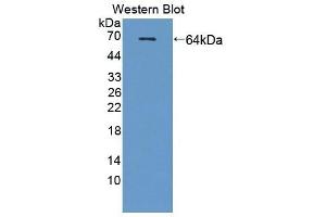 Detection of Recombinant SCG3, Human using Polyclonal Antibody to Secretogranin III (SCG3) (SCG3 抗体  (AA 20-468))