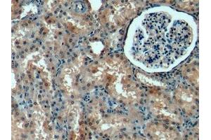 Detection of PIGR in Porcine Kidney Tissue using Polyclonal Antibody to Polymeric Immunoglobulin Receptor (PIGR) (PIGR 抗体  (AA 19-120))