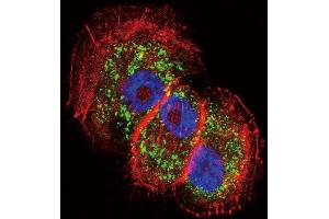 Confocal immunofluorescent analysis of Parkin Antibody (C-term) (ABIN390366 and ABIN2840772) with NCI- cell followed by Alexa Fluor 488-conjugated goat anti-rabbit lgG (green).