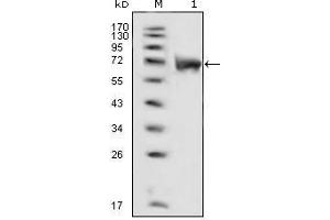 Western Blot showing FGFR1 antibody used against extracellular domain of human FGFR1 (aa22-376). (FGFR1 抗体  (AA 33-423))