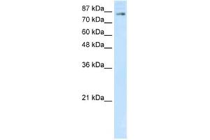 SMARCA3 antibody (20R-1195) used at 0. (HLTF 抗体  (C-Term))