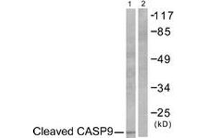 Western blot analysis of extracts from NIH-3T3 cells, treated with Etoposide 25uM 60', using Caspase 9 (Cleaved-Asp353) Antibody. (Caspase 9 抗体  (Cleaved-Asp353))