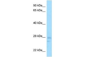 Host: Rabbit Target Name: Cnot8 Antibody Dilution: 1. (CNOT8 抗体  (N-Term))