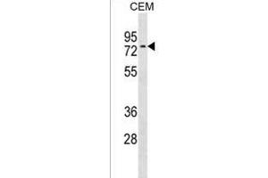 NRXN3 Antibody (C-term) (ABIN1537331 and ABIN2850266) western blot analysis in CEM cell line lysates (35 μg/lane). (Neurexin 3 抗体  (C-Term))