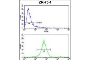 Flow cytometric analysis of ZR-75-1 cells (bottom histogram) compared to a negative control cell (top histogram). (ATP5C1 抗体  (N-Term))