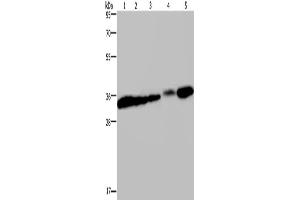 Western Blotting (WB) image for anti-Claudin 23 (CLDN23) antibody (ABIN2427985) (Claudin 23 抗体)