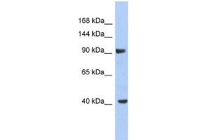Western Blotting (WB) image for anti-Potassium Voltage-Gated Channel, Subfamily H (Eag-Related), Member 6 (KCNH6) (Middle Region) antibody (ABIN2776315)