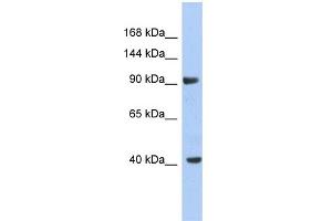 WB Suggested Anti-KCNH6 Antibody Titration:  0.