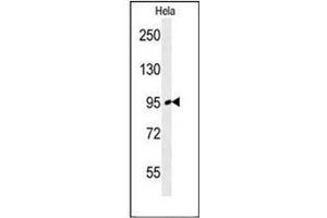 Western blot analysis of FNIP2 Antibody (C-term) in Hela cell line lysates (35ug/lane). (FNIP2 抗体  (C-Term))