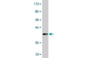 Western Blotting (WB) image for anti-Polymerase (RNA) II (DNA Directed) Polypeptide J, 13.3kDa (POLR2J) (AA 1-117) antibody (ABIN519032)