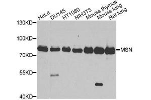 Western blot analysis of extracts of various cell lines, using MSN antibody. (Moesin 抗体  (AA 458-557))