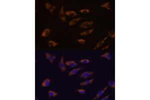 Immunofluorescence analysis of L929 cells using FSTL4 antibody (ABIN7267228) at dilution of 1:100. (FSTL4 抗体)