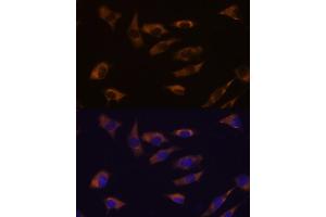 Immunofluorescence analysis of L929 cells using FSTL4 antibody (ABIN7267228) at dilution of 1:100. (FSTL4 抗体)
