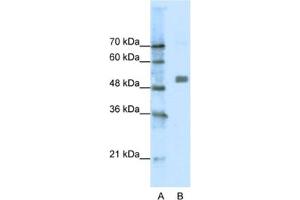 Western Blotting (WB) image for anti-Cholinergic Receptor, Nicotinic, alpha 9 (Neuronal) (CHRNA9) antibody (ABIN2463731) (CHRNA9 抗体)
