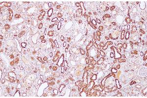 Immunohistochemistry of paraffin-embedded Rat kidney using Sptan1 Polyclonal Antibody at dilution of 1:100(100x) (SPTAN1 抗体)
