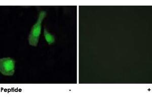 Immunofluorescence analysis of HeLa cells, using PPP1R14A polyclonal antibody . (CPI-17 抗体)