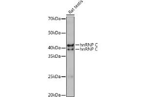 Western blot analysis of extracts of Rat testis, using hnRNP C Polyclonal Antibody (ABIN7267630) at 1:1000 dilution.
