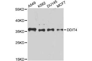 Western blot analysis of extracts of various cell lines, using DDIT4 antibody (ABIN5995536) at 1/1000 dilution. (DDIT4 抗体)