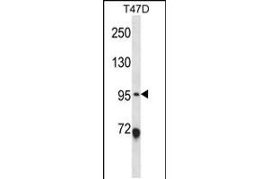 Western blot analysis in T47D cell line lysates (35ug/lane). (ANKS6 抗体  (AA 505-534))