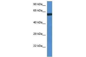Western Blot showing Uap1l1 antibody used at a concentration of 1. (UAP1L1 抗体  (Middle Region))