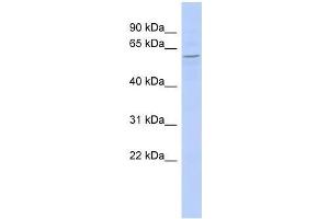 ZBTB2 antibody used at 0. (ZBTB2 抗体  (Middle Region))