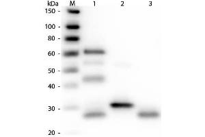 Western Blot of Anti-Chicken IgG (H&L) (RABBIT) Antibody . (兔 anti-小鸡 IgG (Heavy & Light Chain) Antibody (TRITC) - Preadsorbed)
