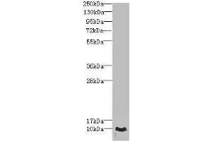 Western blot All lanes: CRIP1 antibody at 1. (CRIP1 抗体  (AA 1-77))