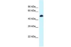 Western Blot showing Tcf7l2 antibody used at a concentration of 1. (TCF7L2 抗体  (N-Term))