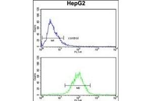 SPCS3 Antibody (C-term) (ABIN390623 and ABIN2840930) flow cytometry analysis of HepG2 cells (bottom histogram) compared to a negative control cell (top histogram). (SPCS3 抗体  (C-Term))