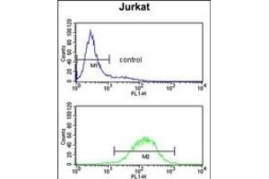 C1QB Antibody (N-term) (ABIN652840 and ABIN2842546) flow cytometry analysis of Jurkat cells (bottom histogram) compared to a negative control cell (top histogram). (C1QB 抗体  (N-Term))