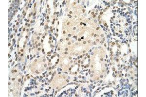 Image no. 1 for anti-Poly-U Binding Splicing Factor 60KDa (PUF60) (AA 371-420) antibody (ABIN320588) (PUF60 抗体  (AA 371-420))