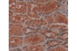IHC-P analysis of kidney tissue, with DAB staining. (BPNT1 抗体  (AA 7-308))