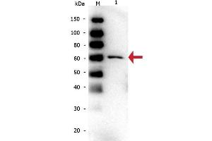 Western Blot of Mouse anti-Bovine Serum Albumin Monoclonal Antibody. (Albumin 抗体)