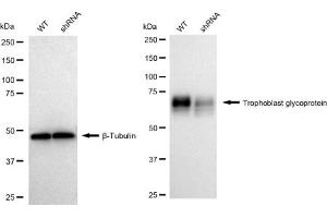 Western blotting analysis using Trophoblast glycoprotein antibody (ABIN7800649).