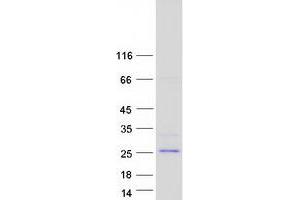 Western Blotting (WB) image for Basic Helix-Loop-Helix Family, Member A15 (BHLHA15) protein (Myc-DYKDDDDK Tag) (ABIN2715257)