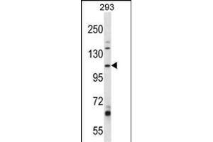 B4GALNT3 Antibody (Center) (ABIN657581 and ABIN2846584) western blot analysis in 293 cell line lysates (35 μg/lane). (B4GALNT3 抗体  (AA 555-584))