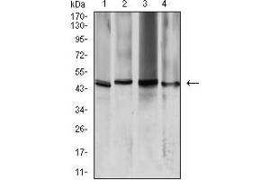 Western blot analysis using AQP2 mouse mAb against K562 (1), HeLa (2), HCT116 (3), and SW480 (4) cell lysate. (AQP2 抗体  (AA 149-271))