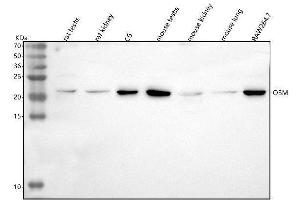 Western blot analysis of Osm using anti-Osm antibody (ABIN7602011).