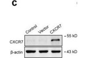 Western Blotting (WB) image for anti-Chemokine (C-X-C Motif) Receptor 7 (CXCR7) antibody (ABIN2857021)