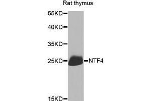 Western blot analysis of extracts of rat thymus, using NTF4 antibody (ABIN5970439) at 1/1000 dilution. (Neurotrophin 4 抗体)