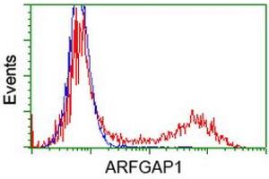 Image no. 4 for anti-ADP-Ribosylation Factor GTPase Activating Protein 1 (ARFGAP1) antibody (ABIN1496680) (ARFGAP1 抗体)