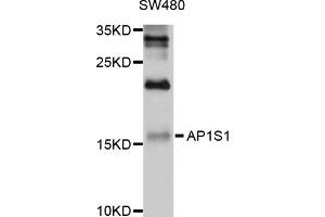 Western blot analysis of extracts of SW480 cells, using AP1S1 antibody (ABIN4902919) at 1:1000 dilution.