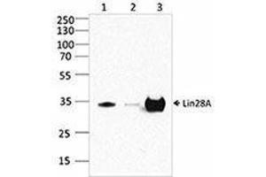 Western Blotting (WB) image for anti-Lin-28 Homolog A (C. Elegans) (LIN28A) antibody (ABIN2666352) (LIN28A 抗体)