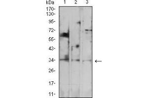 Western Blotting (WB) image for anti-Programmed Cell Death 1 (PDCD1) (AA 192-288) antibody (ABIN7193563)