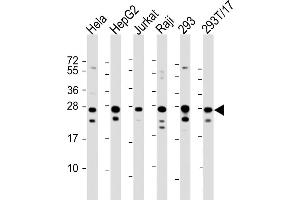 All lanes : Anti-PCMT1 Antibody (Center) at 1:2000 dilution Lane 1: Hela whole cell lysate Lane 2: HepG2 whole cell lysate Lane 3: Jurkat whole cell lysate Lane 4: Raji whole cell lysate Lane 5: 293 whole cell lysate Lane 6: 293T/17 whole cell lysate Lysates/proteins at 20 μg per lane. (PCMT1 抗体  (AA 93-126))